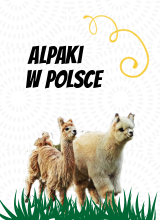 alpaki w Polsce